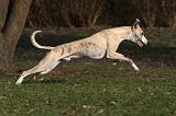 WHIPPET 401